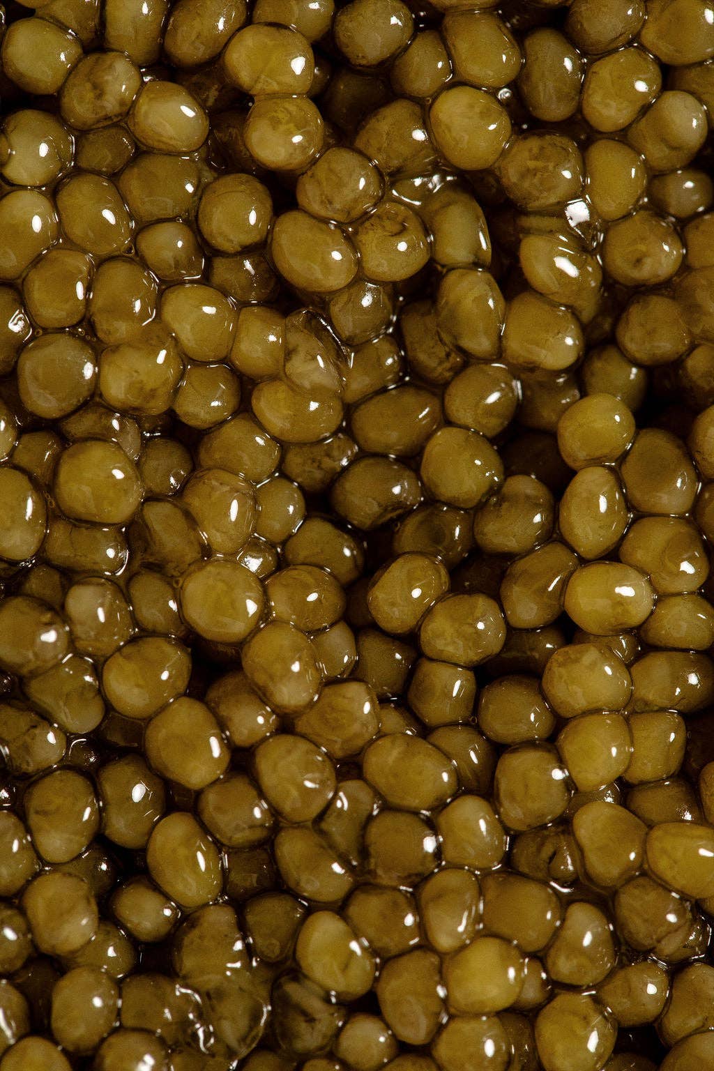 Kaluga Hybrid Wholesale